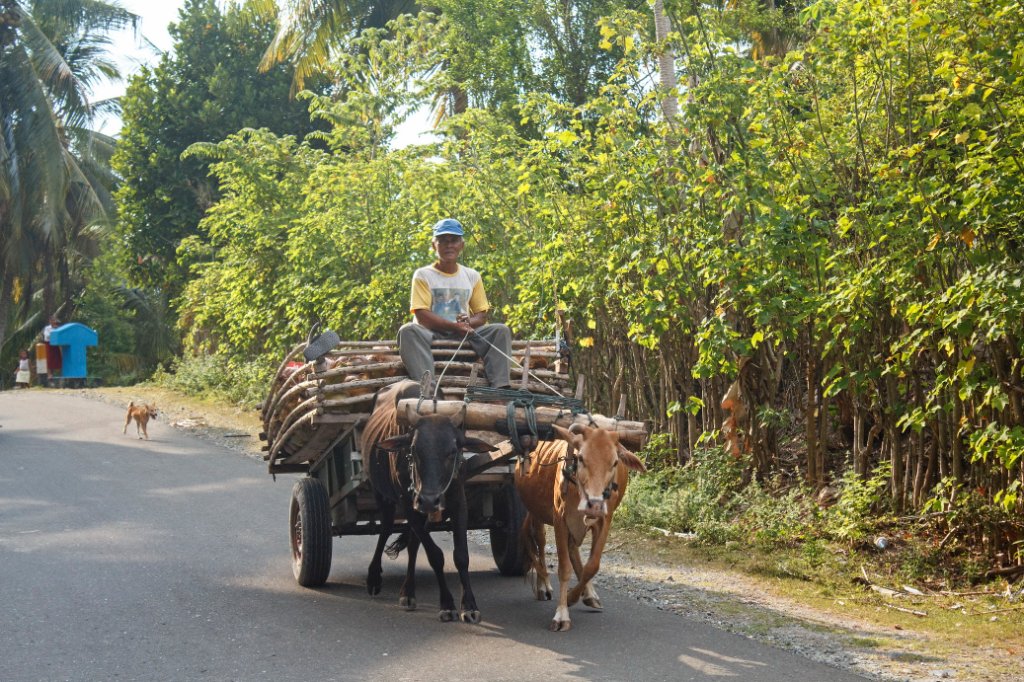 04-Local transport.jpg - Local transport